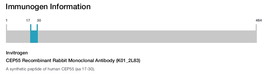 CEP55 Recombinant Rabbit Monoclonal Antibody (K01_2L83)