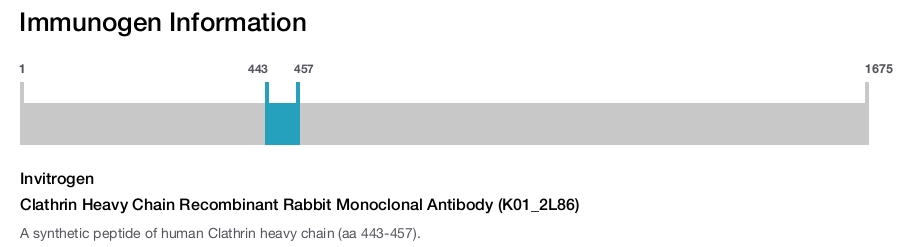 Clathrin Heavy Chain Recombinant Rabbit Monoclonal Antibody (K01_2L86)