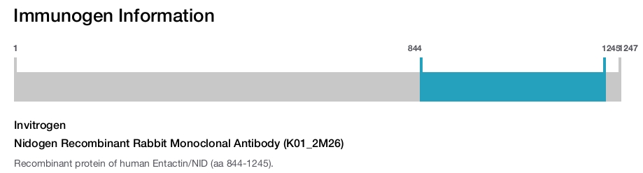 Nidogen Recombinant Rabbit Monoclonal Antibody (K01_2M26)