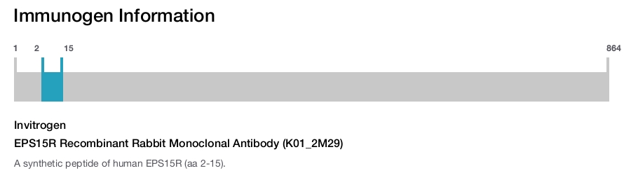 EPS15R Recombinant Rabbit Monoclonal Antibody (K01_2M29)