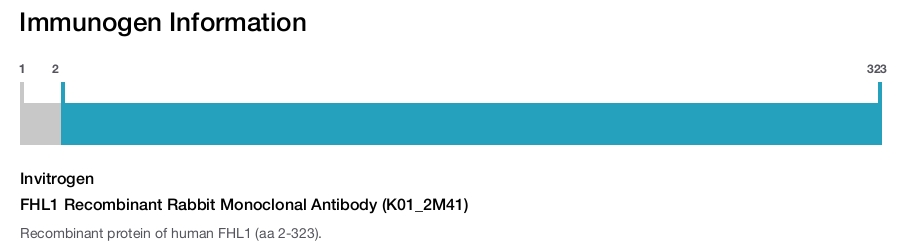 FHL1 Recombinant Rabbit Monoclonal Antibody (K01_2M41)