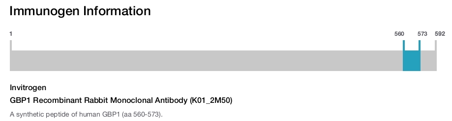 GBP1 Recombinant Rabbit Monoclonal Antibody (K01_2M50)