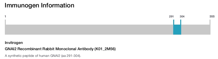 GNAI2 Recombinant Rabbit Monoclonal Antibody (K01_2M56)