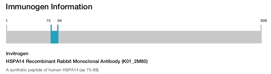 HSPA14 Recombinant Rabbit Monoclonal Antibody (K01_2M80)