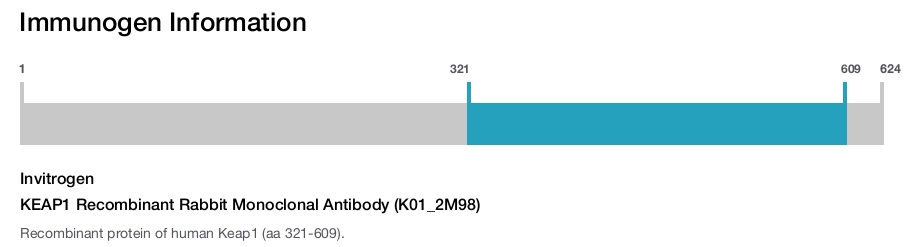 KEAP1 Recombinant Rabbit Monoclonal Antibody (K01_2M98)
