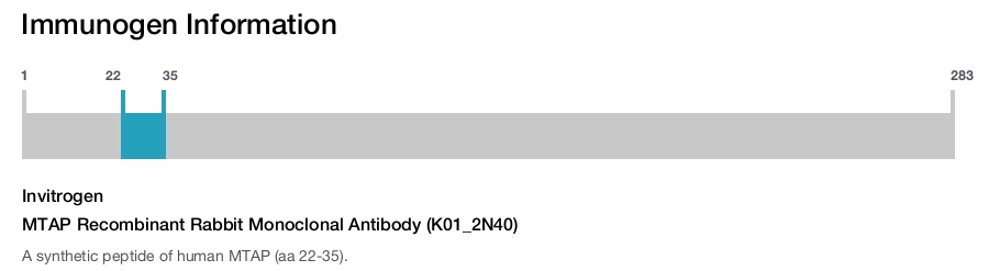 MTAP Recombinant Rabbit Monoclonal Antibody (K01_2N40)