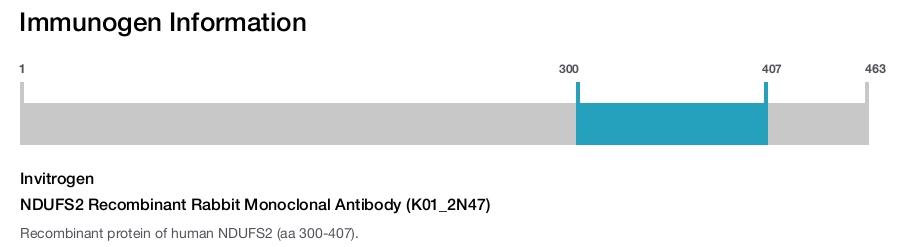 NDUFS2 Recombinant Rabbit Monoclonal Antibody (K01_2N47)