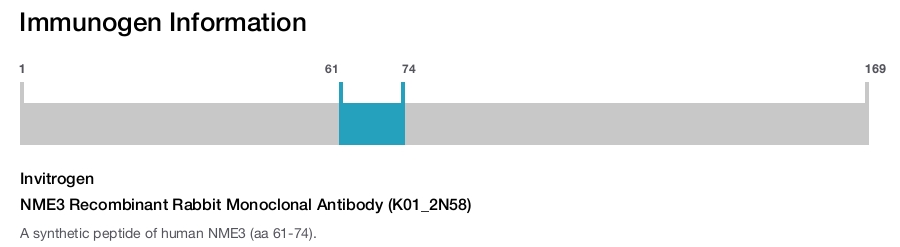 NME3 Recombinant Rabbit Monoclonal Antibody (K01_2N58)