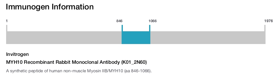 MYH10 Recombinant Rabbit Monoclonal Antibody (K01_2N60)