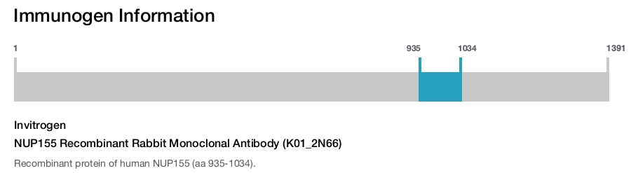 NUP155 Recombinant Rabbit Monoclonal Antibody (K01_2N66)