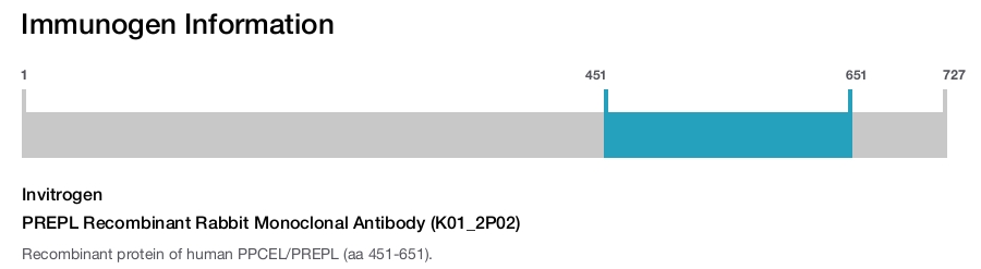 PREPL Recombinant Rabbit Monoclonal Antibody (K01_2P02)