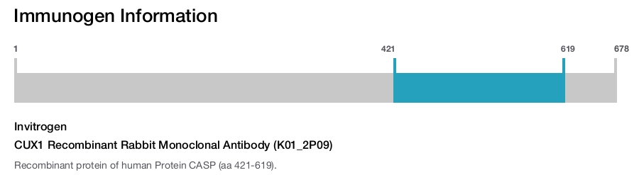 CUX1 Recombinant Rabbit Monoclonal Antibody (K01_2P09)
