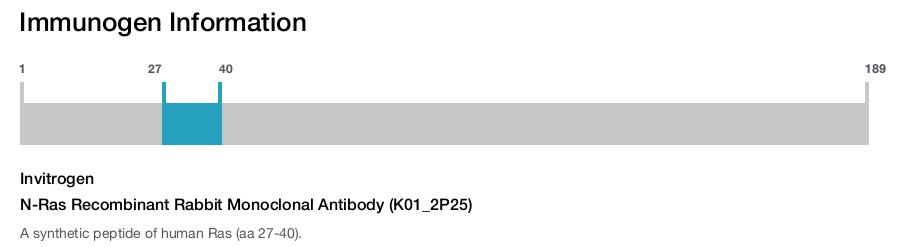N-Ras Recombinant Rabbit Monoclonal Antibody (K01_2P25)