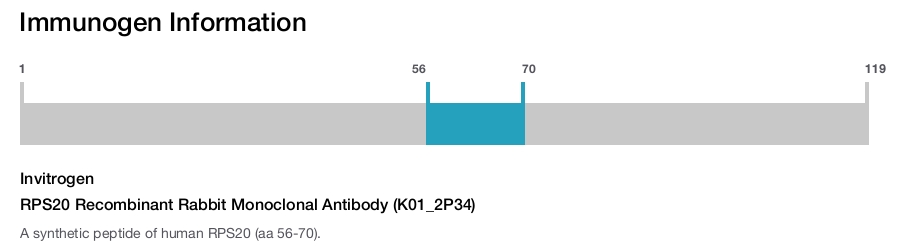 RPS20 Recombinant Rabbit Monoclonal Antibody (K01_2P34)
