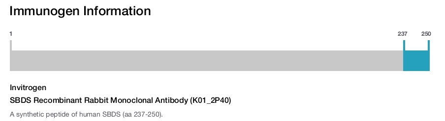 SBDS Recombinant Rabbit Monoclonal Antibody (K01_2P40)