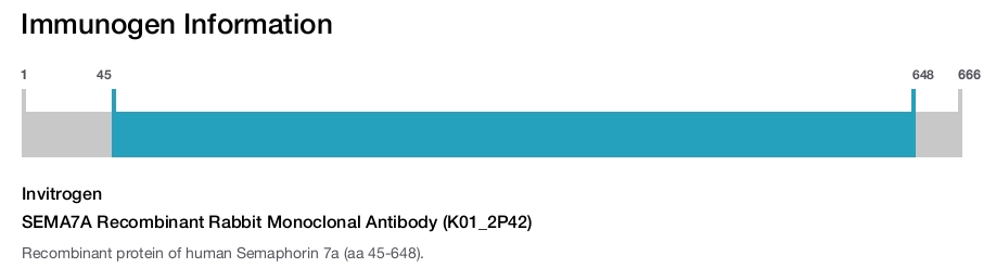 SEMA7A Recombinant Rabbit Monoclonal Antibody (K01_2P42)