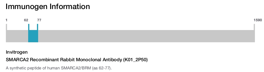 SMARCA2 Recombinant Rabbit Monoclonal Antibody (K01_2P50)