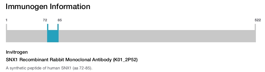 SNX1 Recombinant Rabbit Monoclonal Antibody (K01_2P52)