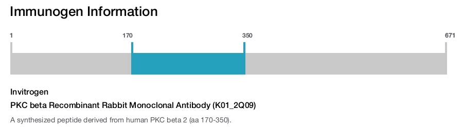 PKC beta Recombinant Rabbit Monoclonal Antibody (K01_2Q09)
