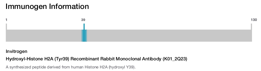 Hydroxyl-Histone H2A (Tyr39) Recombinant Rabbit Monoclonal Antibody (K01_2Q23)