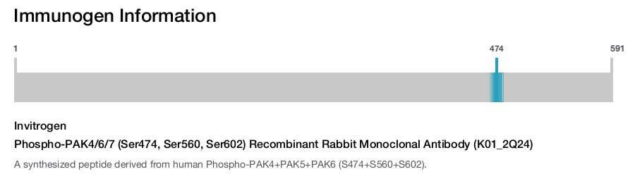 Phospho-PAK4/6/7 (Ser474, Ser560, Ser602) Recombinant Rabbit Monoclonal Antibody (K01_2Q24)