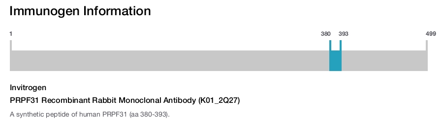 PRPF31 Recombinant Rabbit Monoclonal Antibody (K01_2Q27)