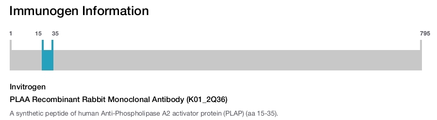 PLAA Recombinant Rabbit Monoclonal Antibody (K01_2Q36)