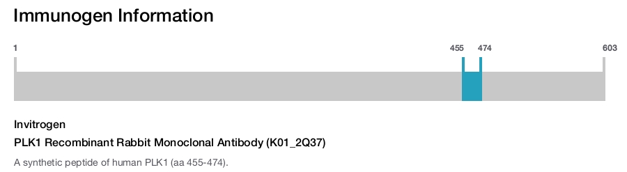 PLK1 Recombinant Rabbit Monoclonal Antibody (K01_2Q37)