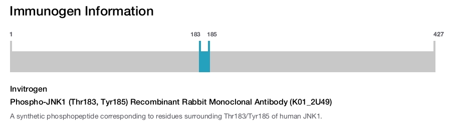 Phospho-JNK1 (Thr183, Tyr185) Recombinant Rabbit Monoclonal Antibody (K01_2U49)