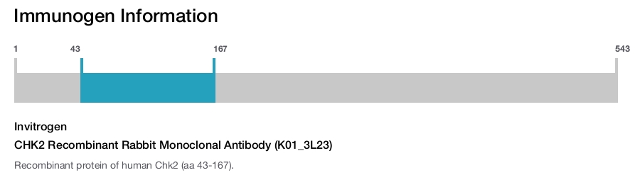 CHK2 Recombinant Rabbit Monoclonal Antibody (K01_3L23)