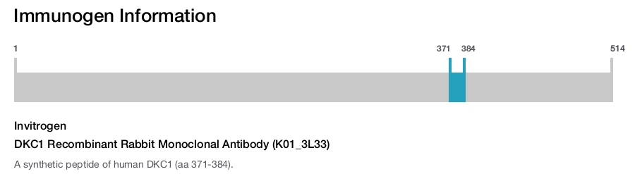 DKC1 Recombinant Rabbit Monoclonal Antibody (K01_3L33)