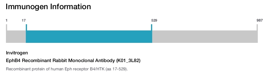 EphB4 Recombinant Rabbit Monoclonal Antibody (K01_3L82)