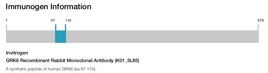 GRK6 Recombinant Rabbit Monoclonal Antibody (K01_3L85)