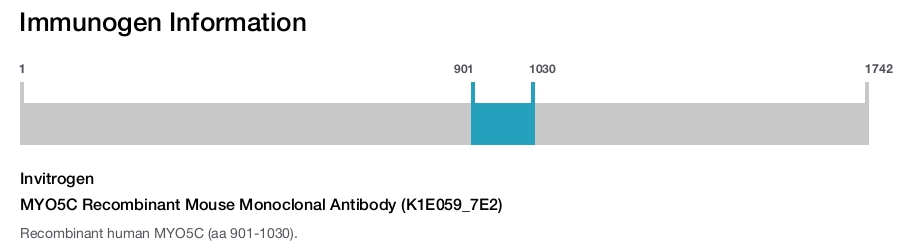 MYO5C Recombinant Mouse Monoclonal Antibody (K1E059_7E2)