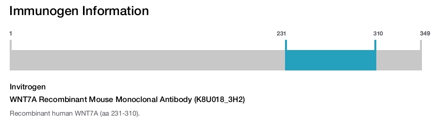 WNT7A Recombinant Mouse Monoclonal Antibody (K8U018_3H2)