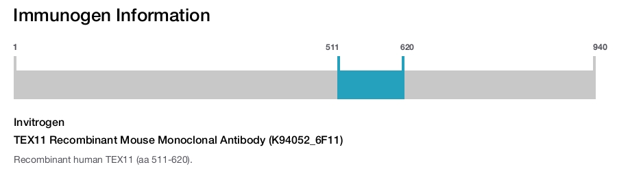 TEX11 Recombinant Mouse Monoclonal Antibody (K94052_6F11)
