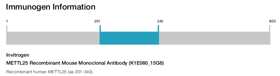 METTL25 Recombinant Mouse Monoclonal Antibody (K1E060_15G6)