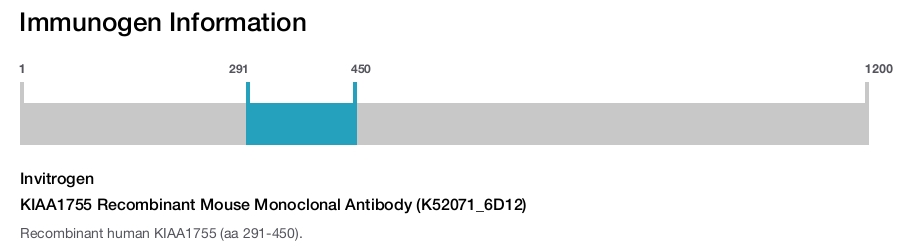 KIAA1755 Recombinant Mouse Monoclonal Antibody (K52071_6D12)