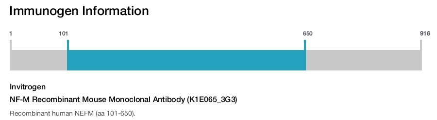 NF-M Recombinant Mouse Monoclonal Antibody (K1E065_3G3)