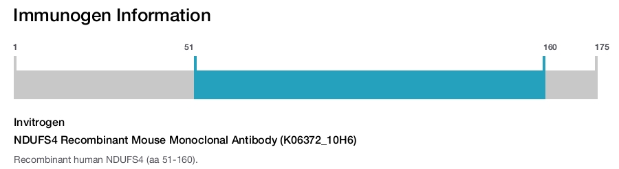 NDUFS4 Recombinant Mouse Monoclonal Antibody (K06372_10H6)