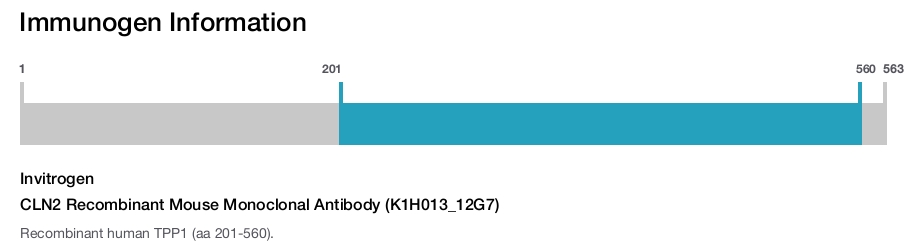 CLN2 Recombinant Mouse Monoclonal Antibody (K1H013_12G7)
