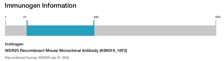 WDR25 Recombinant Mouse Monoclonal Antibody (K9N019_16F2)