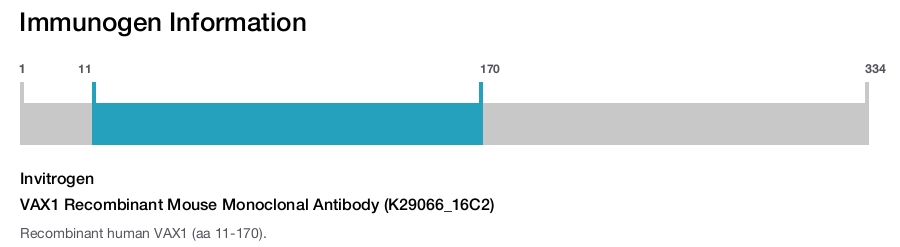 VAX1 Recombinant Mouse Monoclonal Antibody (K29066_16C2)