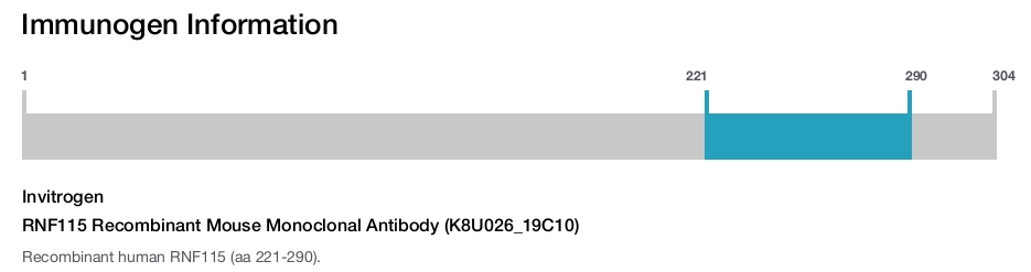 RNF115 Recombinant Mouse Monoclonal Antibody (K8U026_19C10)
