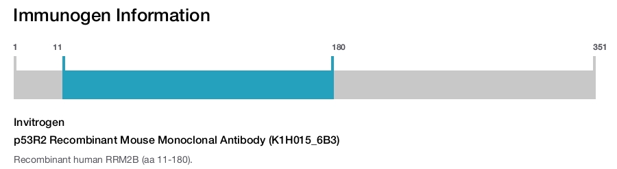 p53R2 Recombinant Mouse Monoclonal Antibody (K1H015_6B3)
