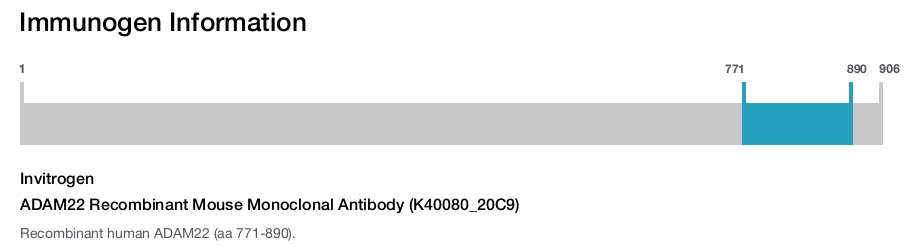 ADAM22 Recombinant Mouse Monoclonal Antibody (K40080_20C9)