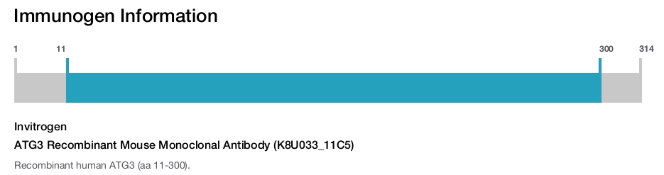 ATG3 Recombinant Mouse Monoclonal Antibody (K8U033_11C5)