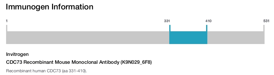 CDC73 Recombinant Mouse Monoclonal Antibody (K9N029_6F8)
