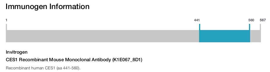 CES1 Recombinant Mouse Monoclonal Antibody (K1E067_8D1)