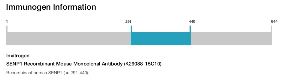 SENP1 Recombinant Mouse Monoclonal Antibody (K29088_15C10)
